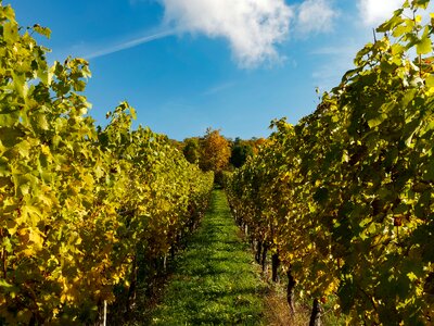 Grape vine leaves harvest