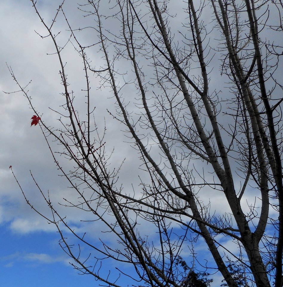 Bellingham, United states, Autumn
