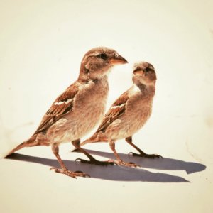 Bloemendaal, Nederl, Bird