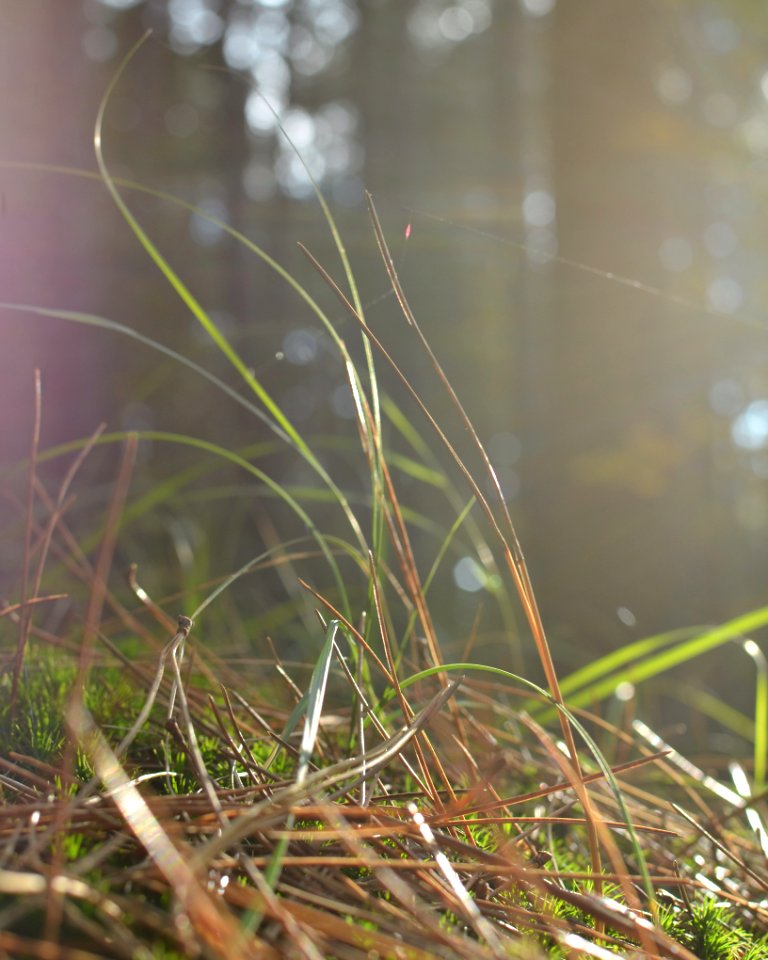 Grass