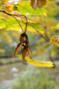 Tree fall nature dof