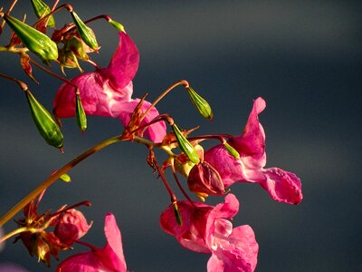 Blossom bloom wild flower