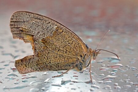 Rain insect nature