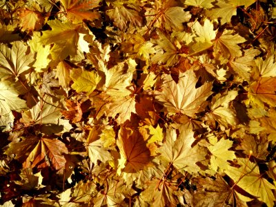 close up photography of yellow maple leaves photo