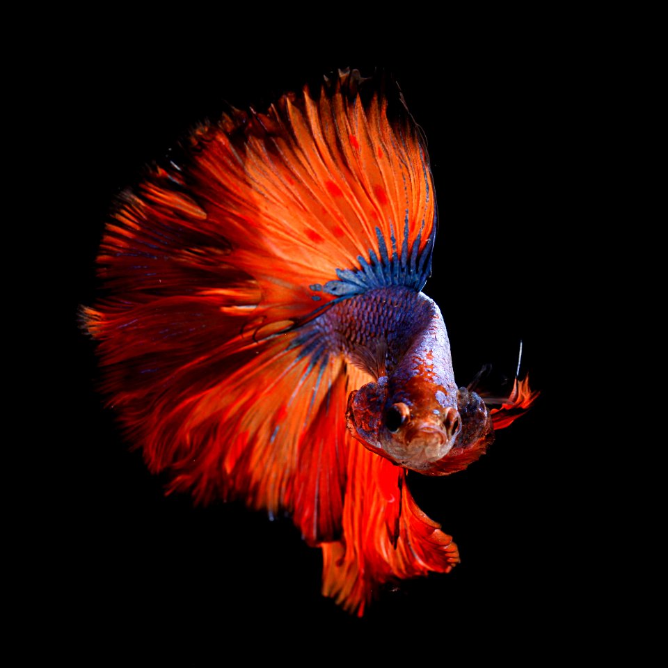 red and silver fighting fish