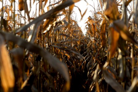 Corn, Sunset, Field photo