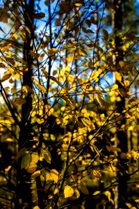 Sweden, Lekvattned, Forest