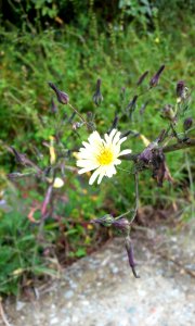 Fall, Flower