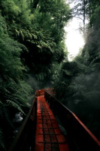 A red walking pathway that travels through a heavily treed forest. photo