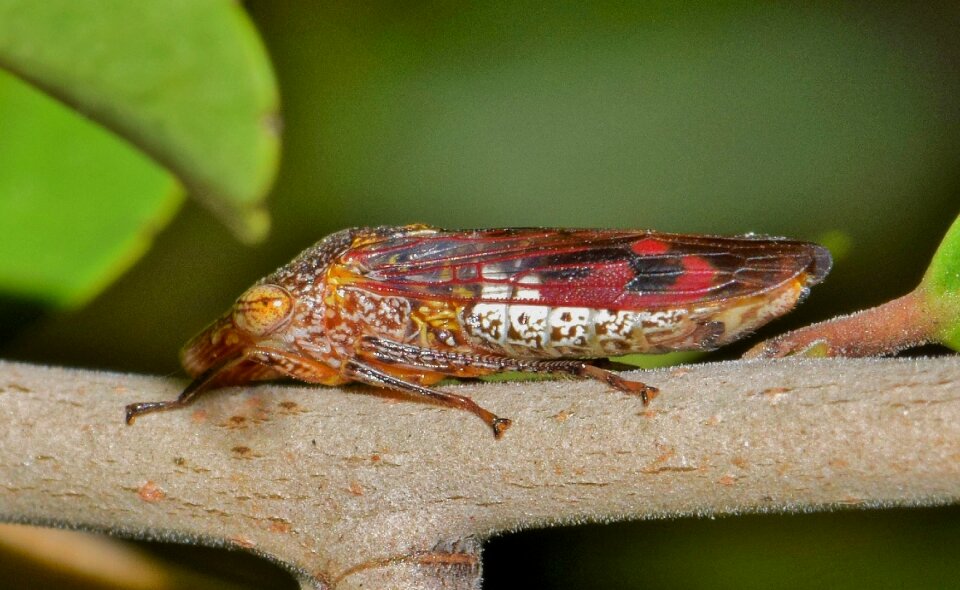 Leaf hopper insect creature