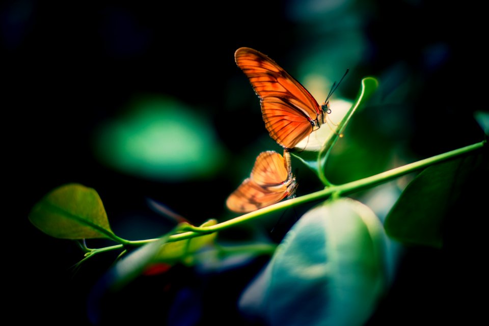 brown and black butterfly perching on brown leaf selective focus photography