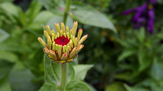 Closeup garden bloom photo