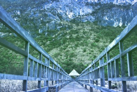 brown wooden dock and gray wooden handrails under green tree