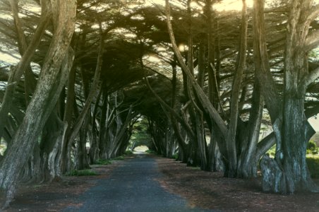Melbourne, Australia, Forest