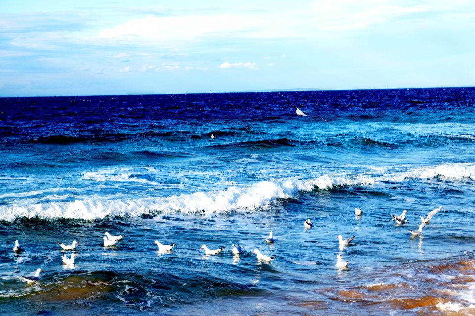 Ocean, Splash, Birds