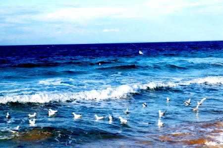 Ocean, Splash, Birds