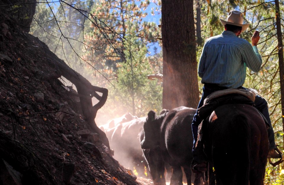 Cattle, Mountains, Cowboy