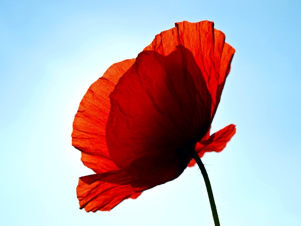 Flower red poppy early summer
