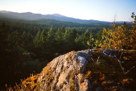 Woods, Hill, View