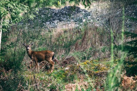 brown standing deer surrounded by green plants and trees photo