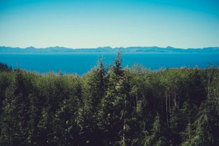 aerial view photography of green trees beside ocean photo