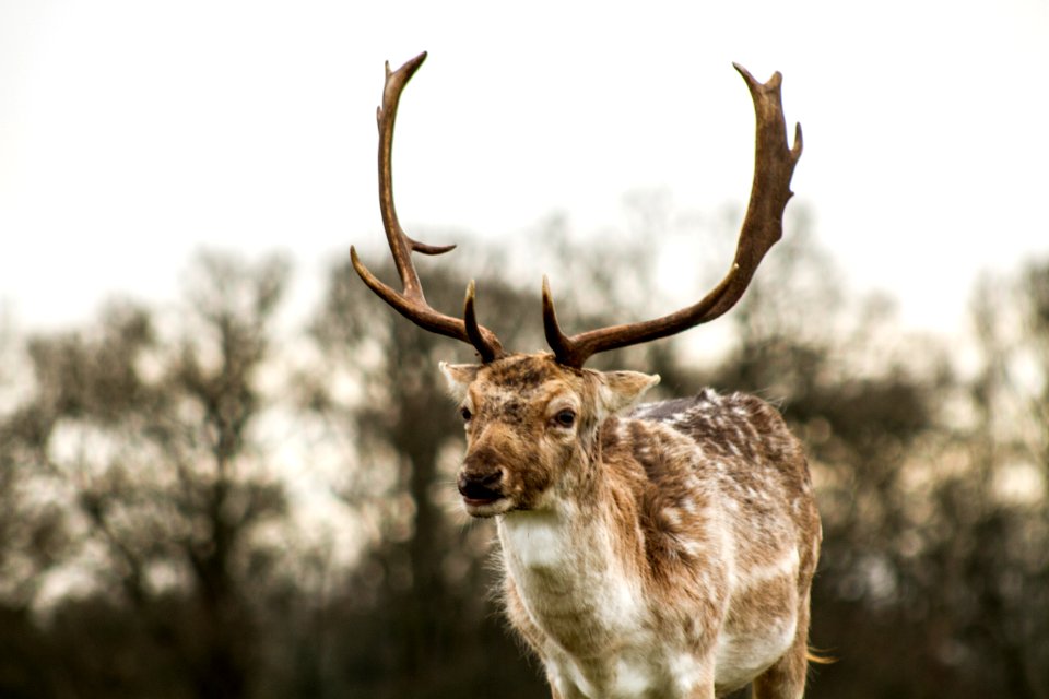 National trust  attingham park, Attingham, United kingdom