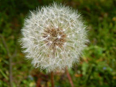 Nature seeds spring