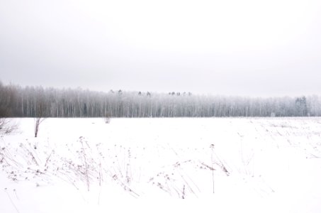 snow land with trees at distance photo