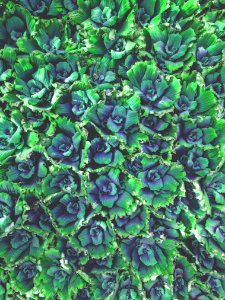 Plants, Green, Float