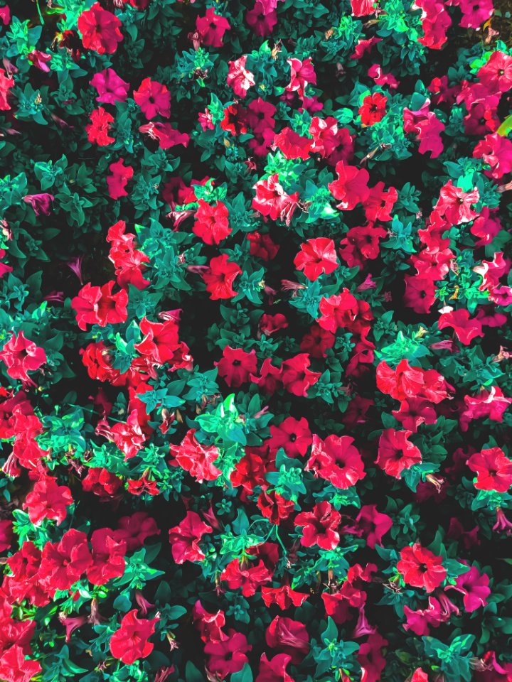 Plants, Green, Red