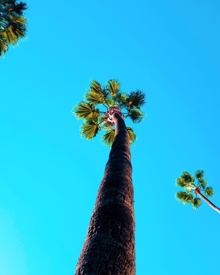 Los angeles, United states, Palm tree