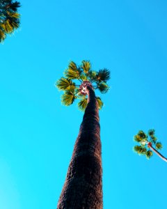Los angeles, United states, Palm tree photo