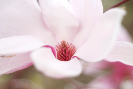 close-up selective-focus photo of pink petaled flower photo