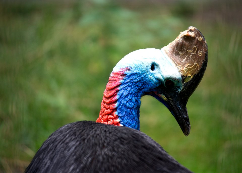 Bird