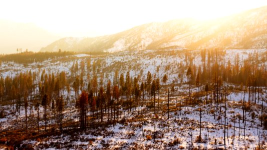 forest during winter and day