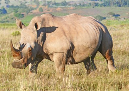 Shamwari game reserve, Paterson, South africa