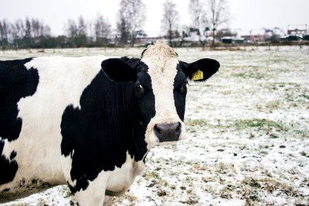 Cattle, Closeup, Portrait