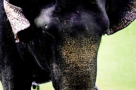 Wildlife, Animal, Elephant