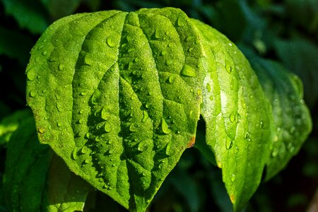 Close up rain green plant photo