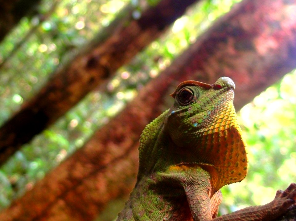 Sri lanka, Kanneliya forest resort, Lyriocephalus scutatus