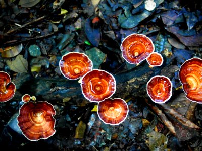 Sri lanka, Kanneliya forest resort, Mushroom