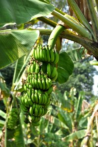 Hampi, India, Fruit
