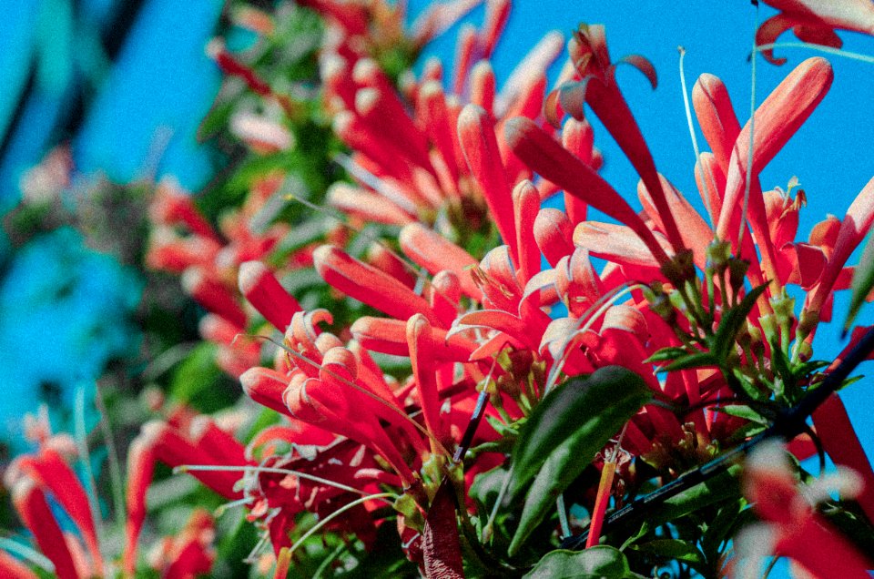 Dehradun, India, Flower