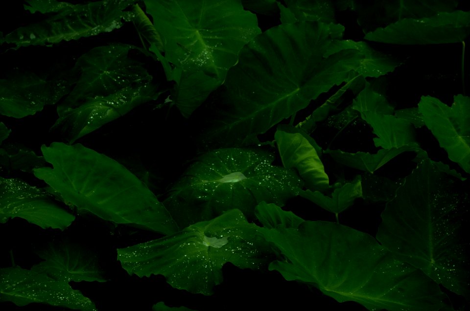 taro plant with dews