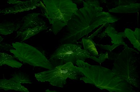 taro plant with dews