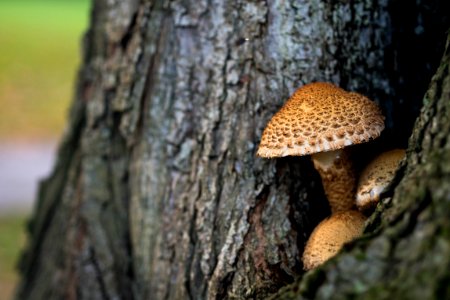 brown mushroom on tree trunk on selective focus photo photo
