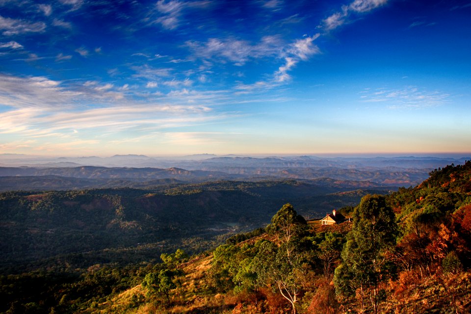 Munnar, India, Forest