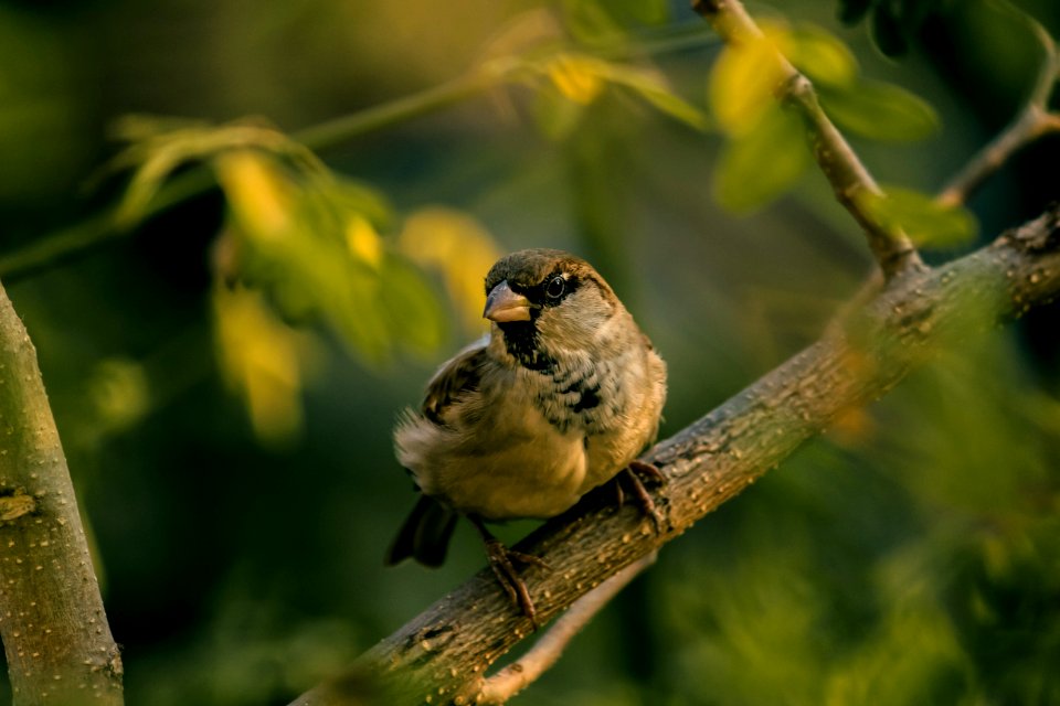 brown sparrow perching on gray branch at daytime photo