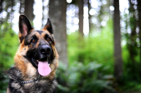 Ridgefield, United states, German shepherd photo