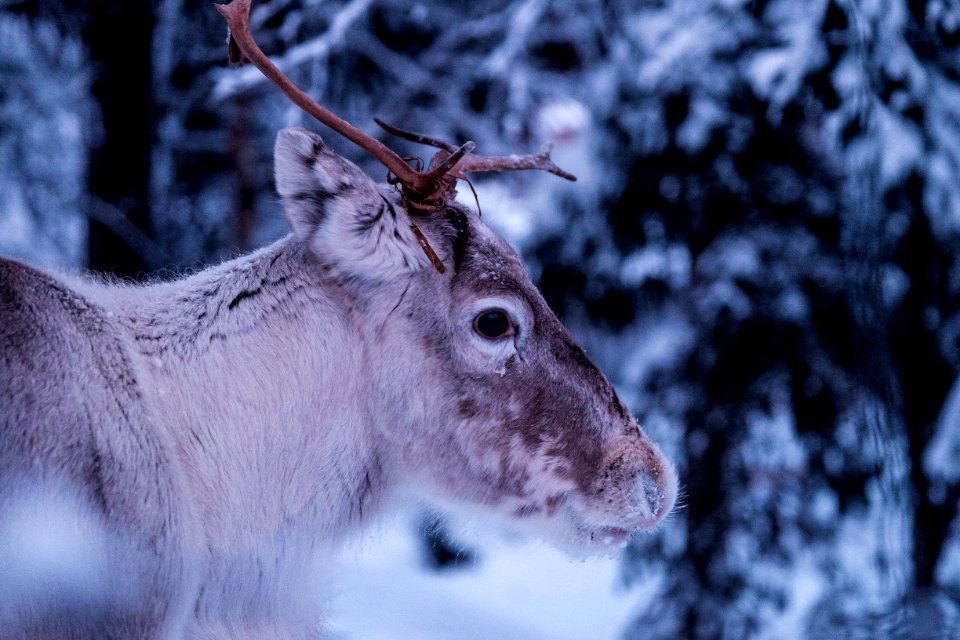 close-up photo of gray deer at forest